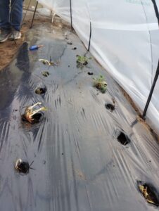 261005-PROYECTO CPESRI 35 INTA (5)